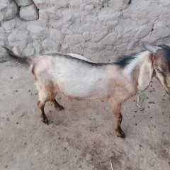 Majod photo on Jungo Live