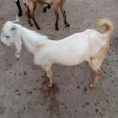 Majod photo on Jungo Live