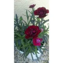 Guest photo on Jungo Live