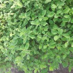 Fars photo on Jungo Live