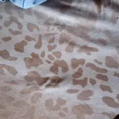 Sayantan photo on Jungo Live