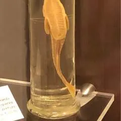 Maniciure photo on Jungo Live