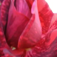 Daddyg photo on Jungo Live