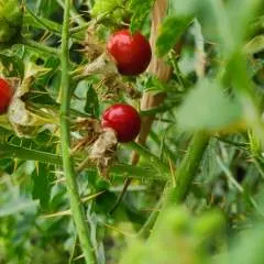 Rony photo on Jungo Live