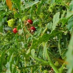 Rony photo on Jungo Live