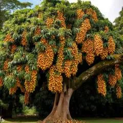 Mohamede photo on Jungo Live