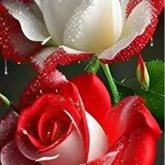 Mohamede photo on Jungo Live