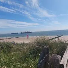 Cica photo on Jungo Live