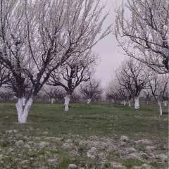 Ota photo on Jungo Live