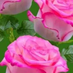 Karim photo on Jungo Live