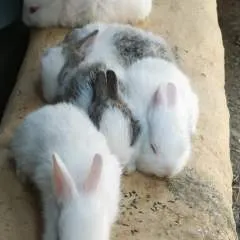 Kumar photo on Jungo Live