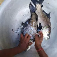 Boton photo on Jungo Live