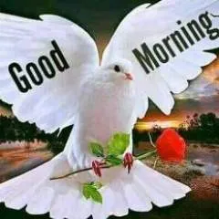 Renolag photo on Jungo Live