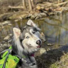 Diana photo on Jungo Live