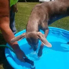 Perez Nathan photo on Jungo Live