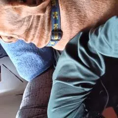 Kitten photo on Jungo Live