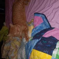 Kitten photo on Jungo Live