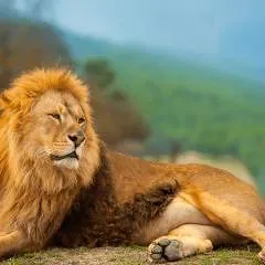 Tano photo on Jungo Live