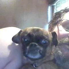 Salmonslayer photo on Jungo Live