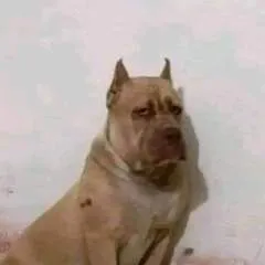 Ja photo on Jungo Live