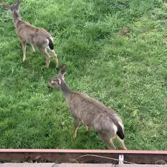 Jasper photo on Jungo Live