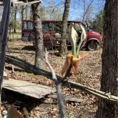 Dick.... photo on Jungo Live