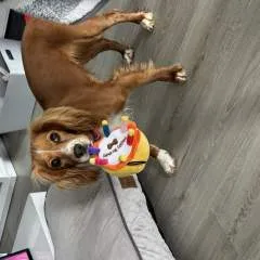 Scotty photo on Jungo Live