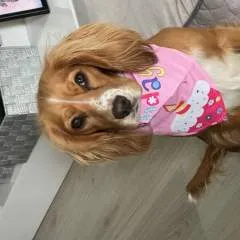 Scotty photo on Jungo Live