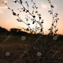 Donbhai69 photo on Jungo Live