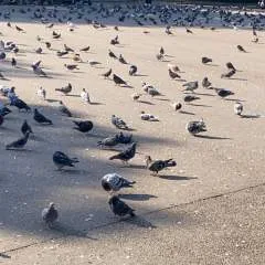 Badticker photo on Jungo Live