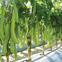 Yanyan photo on Jungo Live