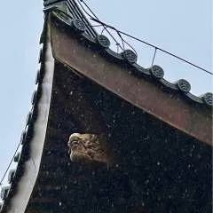 Ras photo on Jungo Live