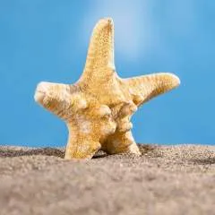 Amar photo on Jungo Live