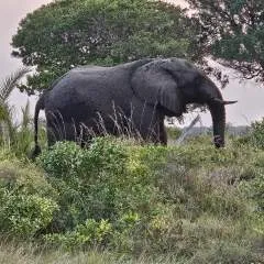 Nicosub69 photo on Jungo Live