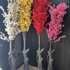 Steffy photo on Jungo Live