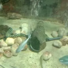 Thushara photo on Jungo Live