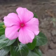 Nazmul photo on Jungo Live