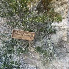 Bi Champagne photo on Jungo Live