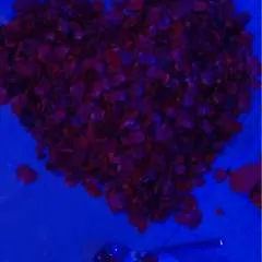 Guru photo on Jungo Live