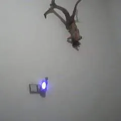 Reza photo on Jungo Live