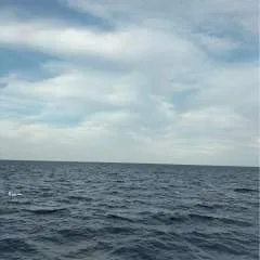 Faz photo on Jungo Live