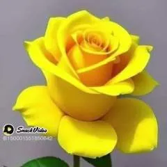 Daddy01 photo on Jungo Live