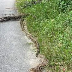 Levi photo on Jungo Live