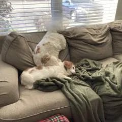 Actorman photo on Jungo Live