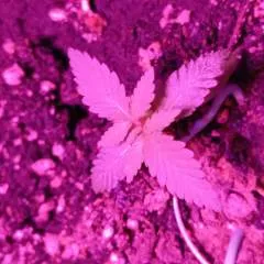 Lolita photo on Jungo Live