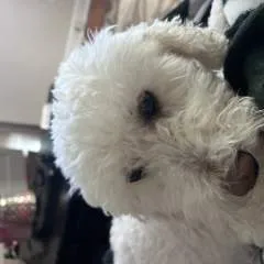 Chic photo on Jungo Live