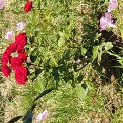 Dan49 photo on Jungo Live