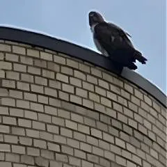 Candylicka.... photo on Jungo Live