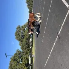 Caroline photo on Jungo Live