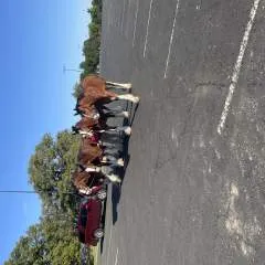 Caroline photo on Jungo Live